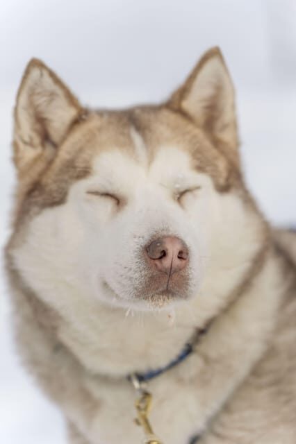 Rovaniemi: Snowmobile Safari, Reindeer & Husky Sleigh Ride - 5 Key Reasons You’ll Enjoy This Tour