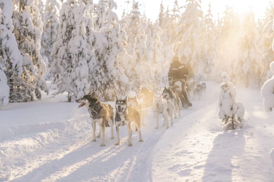 Rovaniemi: Snowmobile Safari, Reindeer & Husky Sleigh Ride - Husky Farm Stop: Up Close with Exuberant Dogs and a Short Sleigh Ride