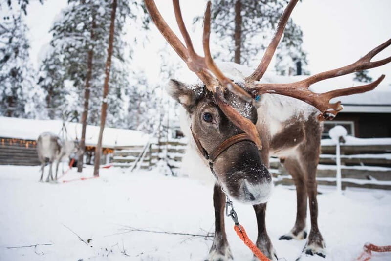 Rovaniemi: Snowmobile Tour and Reindeer Experience - Key things I’d focus on