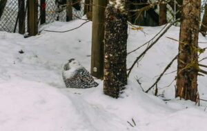 Rovaniemi: Trip to Ranua Zoo with Tickets - Uncle Alex Pickup and the 1–1.5 Hour Drive From Rovaniemi