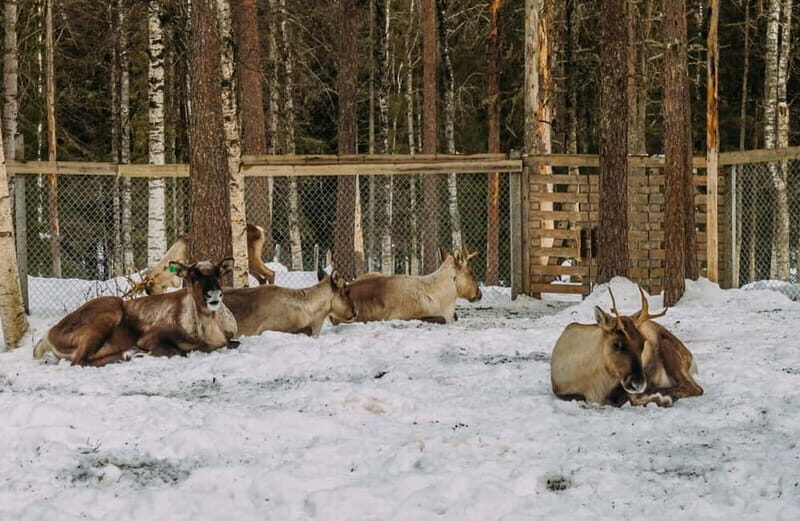 Rovaniemi: Trip to Ranua Zoo with Tickets - Inside the Zoo: Turning Your Tickets Into Actual Animal Time