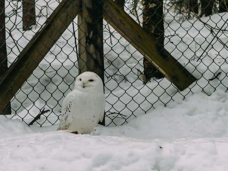 Rovaniemi: Trip to Ranua Zoo with Tickets - The White Bear Star: What Makes It Special (and When You Might Not See It)