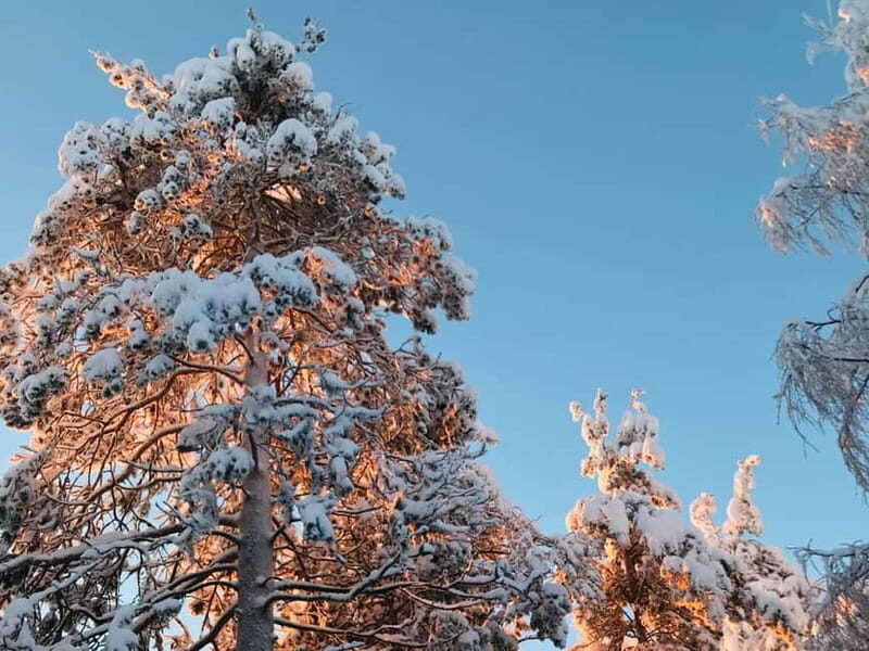 Rovaniemi: Trip to Ranua Zoo with Tickets - Beyond the Enclosures: The Forest-Walk Bonus You’ll Appreciate