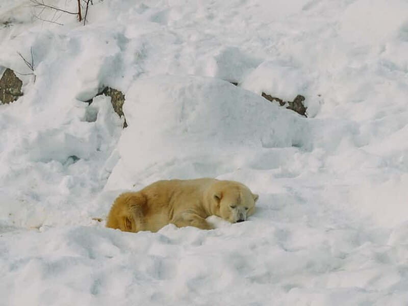 Rovaniemi: Trip to Ranua Zoo with Tickets - Should You Book This Rovaniemi to Ranua Zoo Trip?