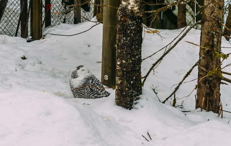 Rovaniemi: Trip to Ranua Zoo with Tickets - Uncle Alex Pickup and the 1–1.5 Hour Drive From Rovaniemi
