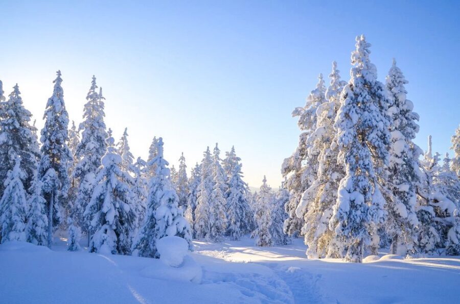 Rovaniemi: Wilderness Tour - Winter stop at the viewing point: hot drinks, then action