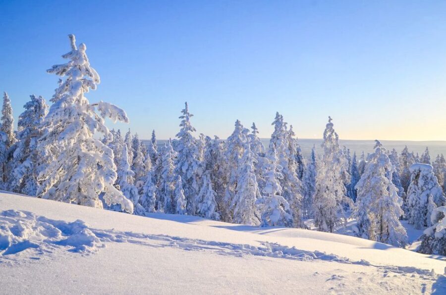 Rovaniemi: Wilderness Tour - The hike itself: easy pace, outdoors awareness, and real time moving