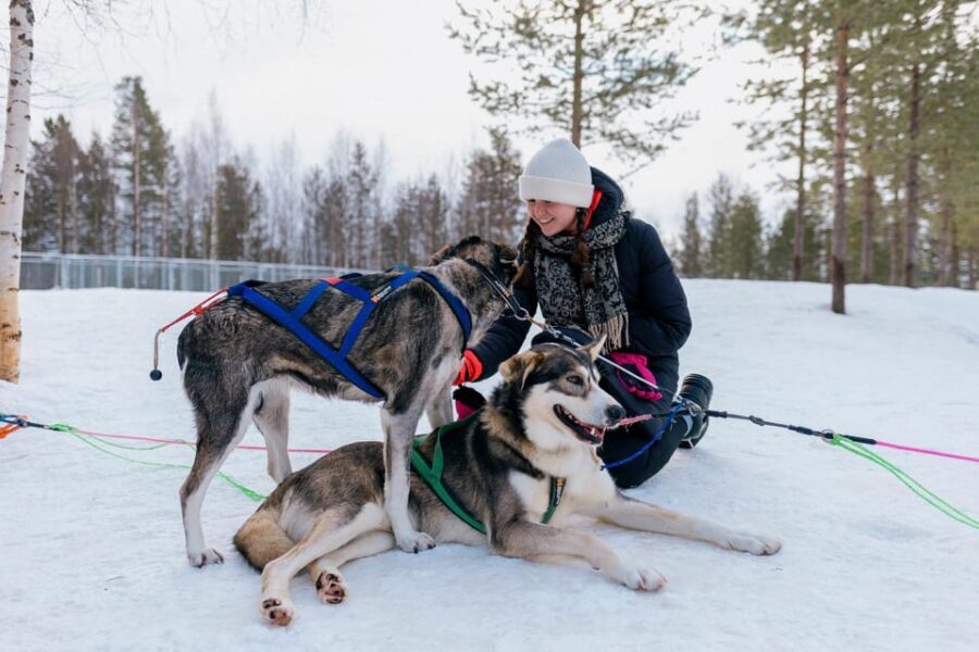 Saariselkä: 10KM Husky Safari with kennel visit - The kennel visit in Lapland: why this stop is more than a meet-and-greet