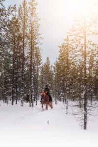Saariselkä: Arctic Trail Horse Riding Tour - Polaris Point Horses Check-In: Helmet First, Then a Real Horse Intro