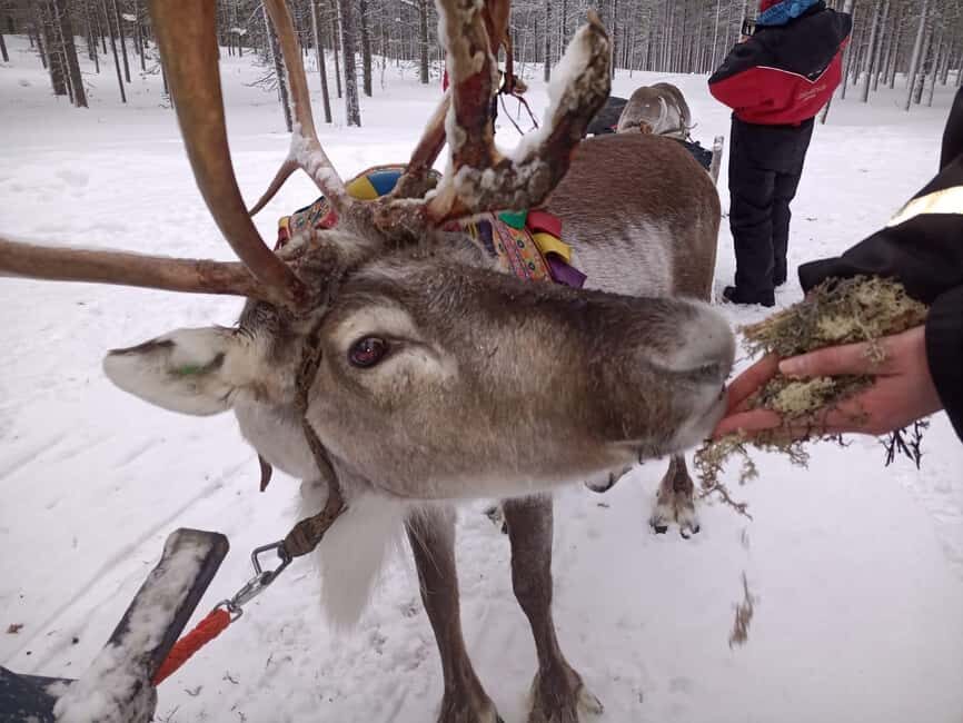 Saariselkä: Northern Lights & Reindeer Sledding Tour - Key points to know before you go