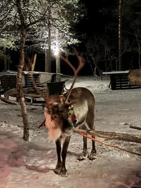 Saariselkä: Northern Lights & Reindeer Sledding Tour - Camera and phone rules: how to avoid a cold, awkward ending