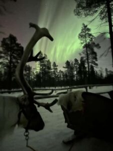 Saariselkä: Northern Lights & Reindeer Sledding Tour - Who should book this reindeer sleigh tour (and who shouldn’t)