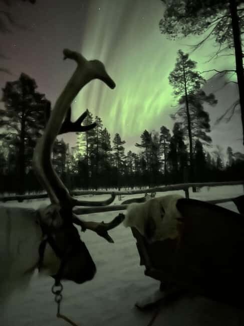 Saariselkä: Northern Lights & Reindeer Sledding Tour - Who should book this reindeer sleigh tour (and who shouldn’t)