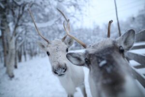 Santa Claus Village, Husky and Reindeers Combo Safari - Santa Claus Village: the Arctic Circle moment and the queue reality