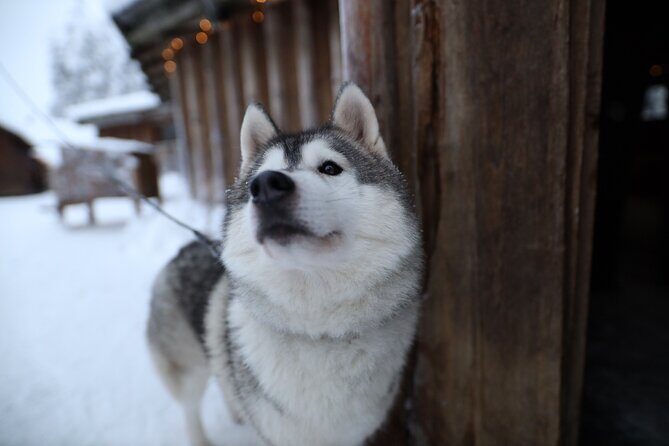 Santa Claus Village, Husky and Reindeers Combo Safari - Husky park: the sport, the dogs, and the ride math