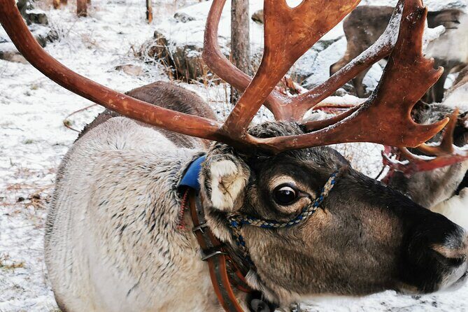 Santa's Reindeer & Husky Safari + Aurora BBQ in Rovaniemi - Quick take: what you really get