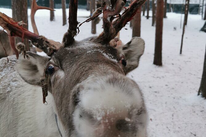 Santa's Reindeer & Husky Safari + Aurora BBQ in Rovaniemi - A tight winter itinerary that still leaves breathing room