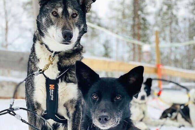 Santa's Reindeer & Husky Safari + Aurora BBQ in Rovaniemi - Guides are the difference: names you might hear