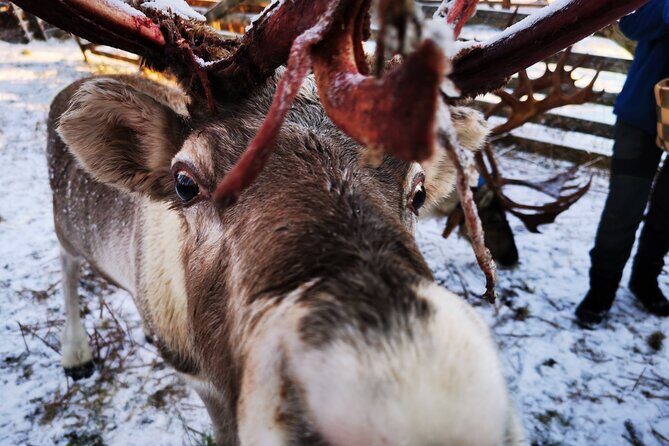 Santa's Reindeer & Husky Safari + Aurora BBQ in Rovaniemi - Price and value: what $289.04 buys you (and what it doesn’t)