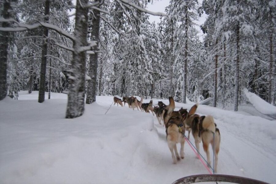 Sirkka: Husky Sled Ride in Levi 2km or 5 km from Levi - Pickup in Sirkka: The smooth start to your Levi husky day