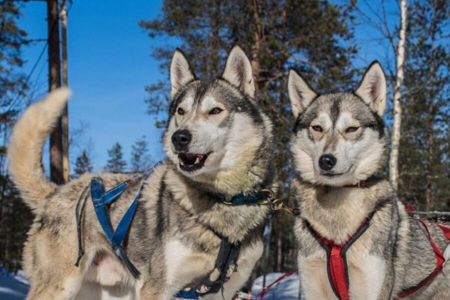 Sirkka: Husky Sled Ride in Levi 2km or 5 km from Levi - Meet the huskies: Why the pre-ride time is more than a warm-up