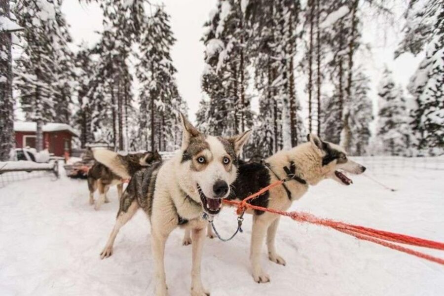 Sirkka: Husky Sled Ride in Levi 2km or 5 km from Levi - The sled ride itself: Glide through snow with a pro-level team