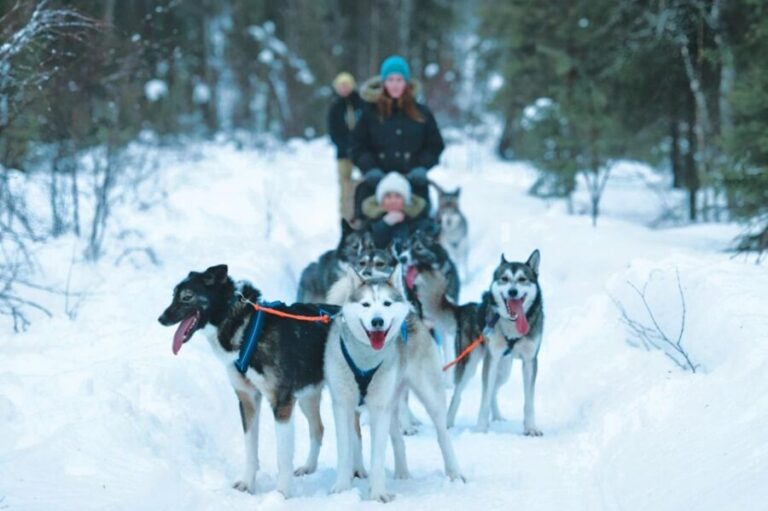 Sirkka: Husky Sled Ride in Levi 2km or 5 km from Levi - 2 km vs 5 km from Levi: How much sled time you’ll really get