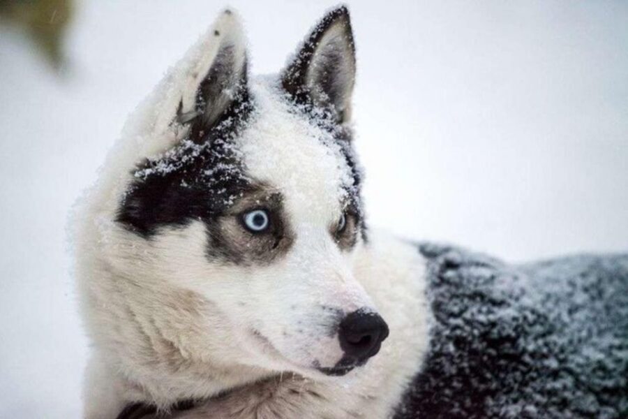 Sirkka: Husky Sled Ride in Levi 2km or 5 km from Levi - Practical tips to stay comfortable in Lapland cold