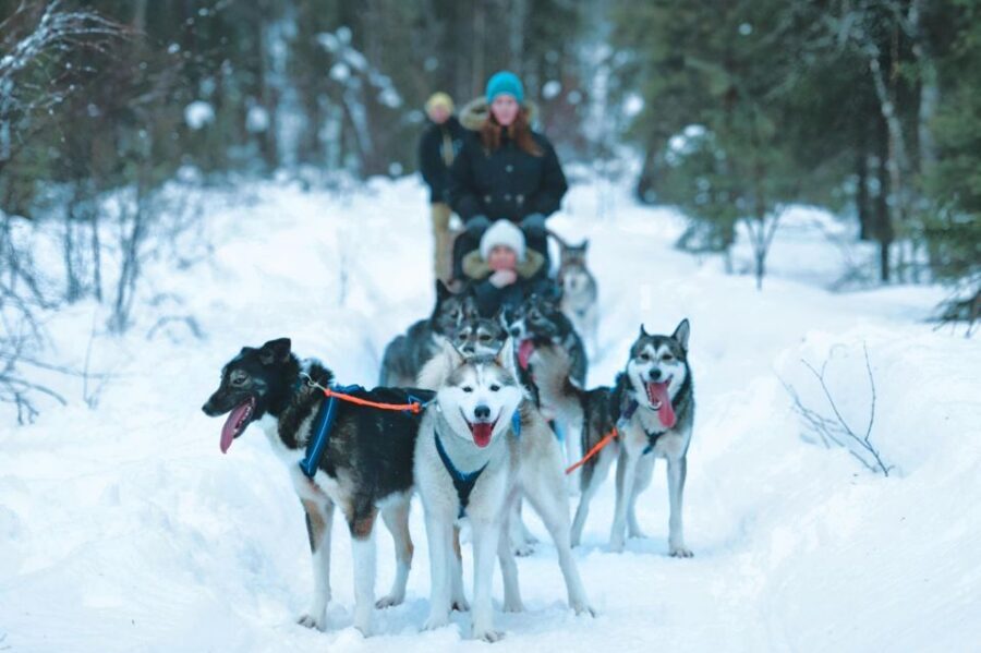 Sirkka: Husky Sled Ride in Levi 2km or 5 km from Levi - 2 km vs 5 km from Levi: How much sled time you’ll really get