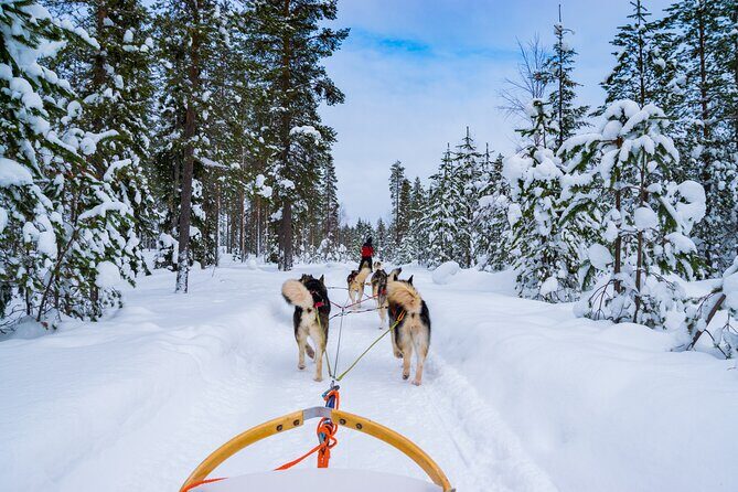 Small-Group Husky Mushing Experience in Rovaniemi - Key Highlights You’ll Care About