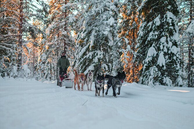 Small-Group Husky Mushing Experience in Rovaniemi - The Stop-and-Swap System: How It Works on the Track