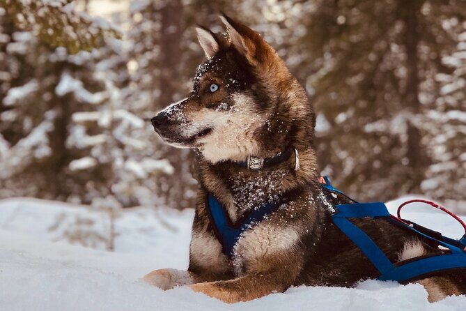 Small-Group Husky Mushing Experience in Rovaniemi - Warm Up in a Kota: Snacks, Husky Stories, and the Cozy Finish