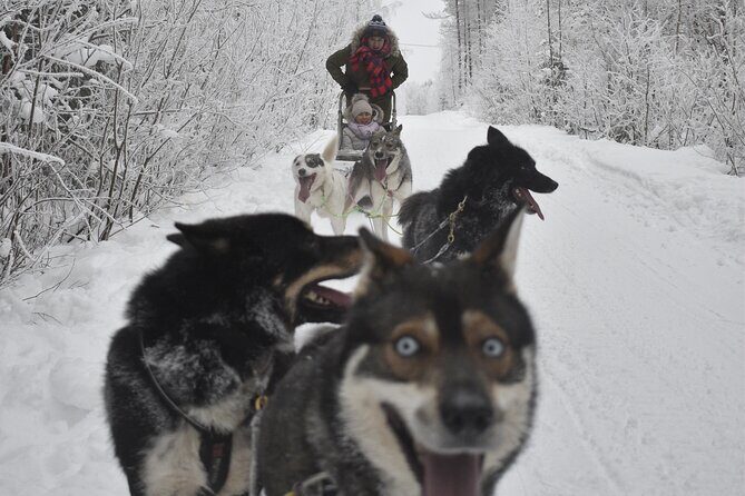 Small-Group Husky Mushing Experience in Rovaniemi - What to Wear: Staying Warm Without Overthinking It