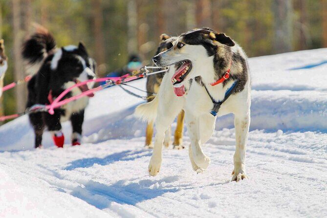 Small-Group Husky Mushing Experience in Rovaniemi - Small Group Size (Max 16): Why It Feels More Human