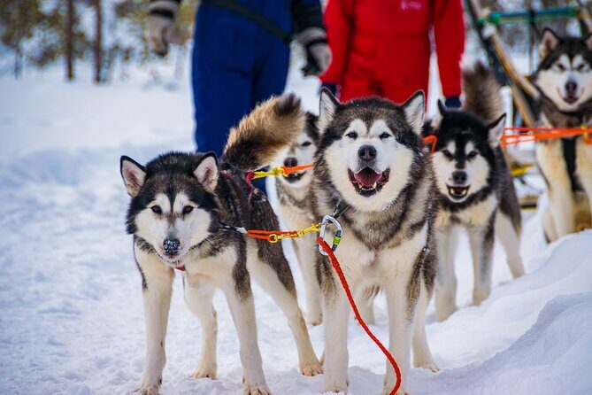 Small-Group Husky Mushing Experience in Rovaniemi - In the Kennel: Instructions, Safety, and Meeting the Husky Team