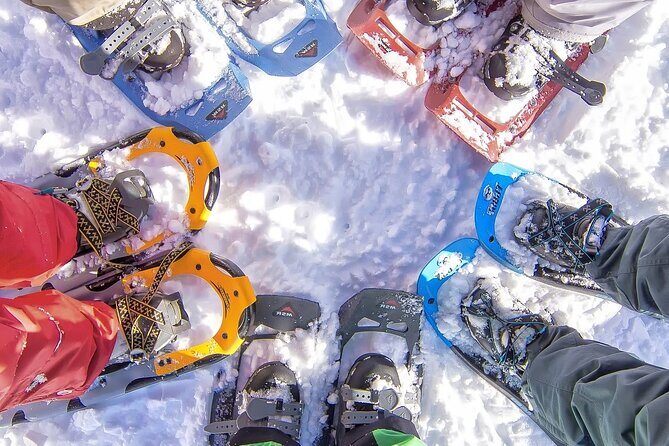 Snowshoeing tour with Wild Lunch - Key highlights you’ll care about