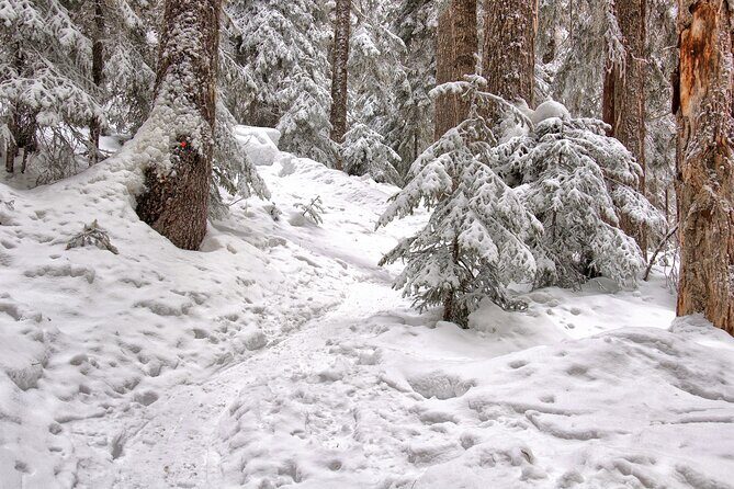Snowshoeing tour with Wild Lunch - What’s included vs. what you need to bring