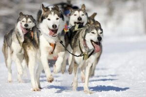 Snowy Trails 10km Husky Safari from Rovaniemi - The husky farm stop: more than cute photos