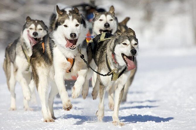Snowy Trails 10km Husky Safari from Rovaniemi - The husky farm stop: more than cute photos